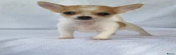 Chihuahua dogs for sale: Full bread Chihuahua puppies very nice Puppy's in Worcester - Advert 2
