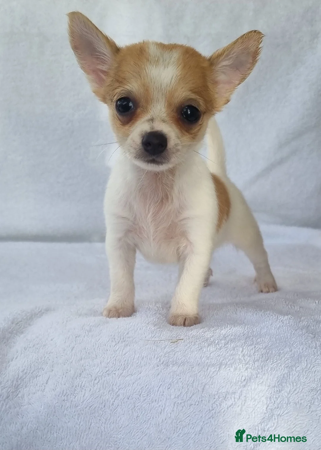 Chihuahua dogs for sale: Full bread Chihuahua puppies very nice Puppy's in Worcester - Advert 2