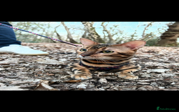 Bengal cats for sale: King is not only cat is a main character! - Image 6