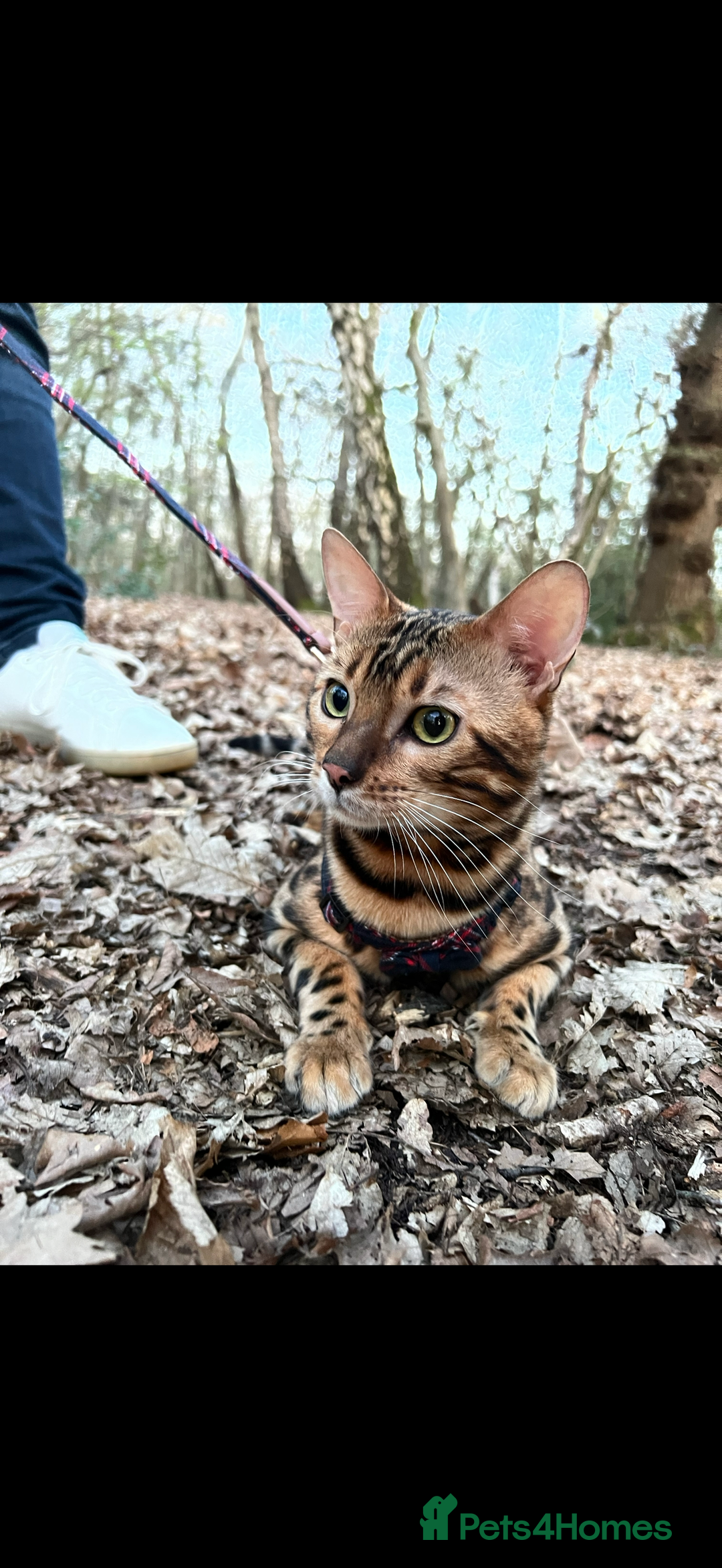 Bengal cats for sale: King is not only cat is a main character! - Image 6