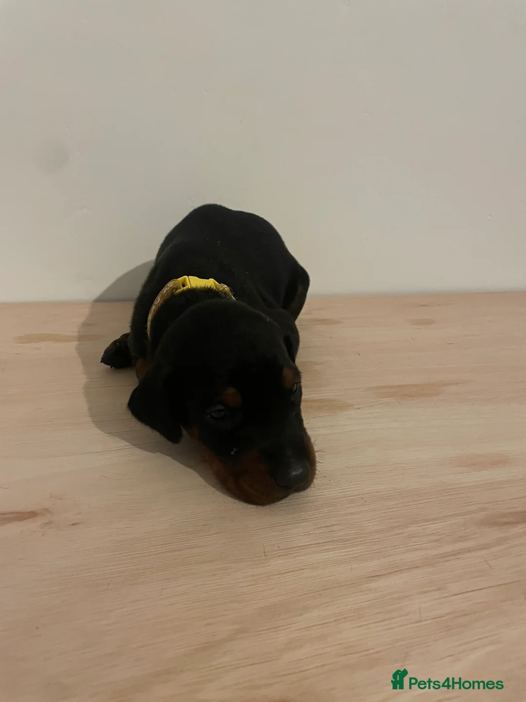 Dobermann dogs for sale: dobermann pinscher - Advert 6