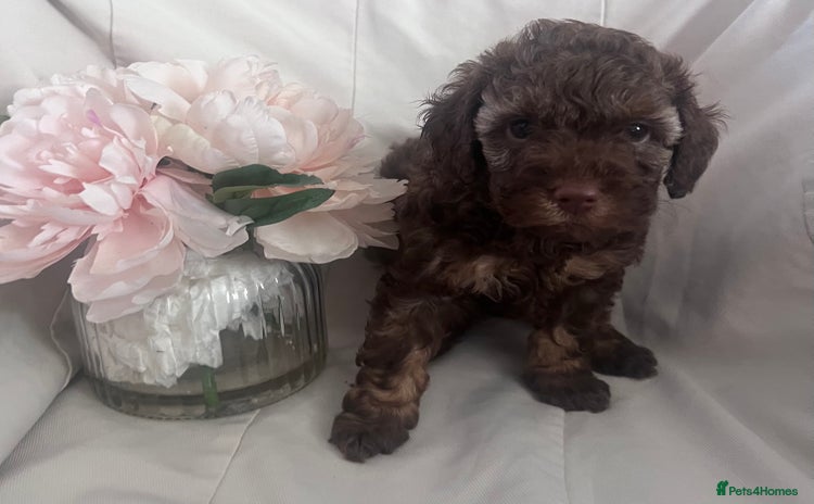 Miniature Poodle dogs - Advert 11