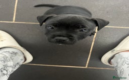 Staffordshire Bull Terrier dogs for sale: LAST ONE🥇VALGLO BLOODLINE SHORT STOCKY STAFFS 🏆 - Image 17