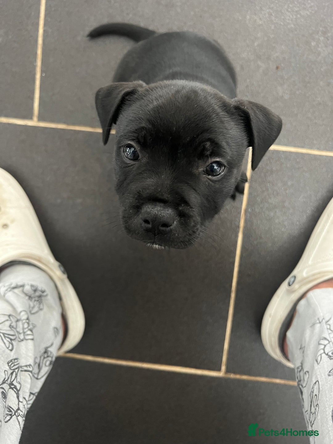 Staffordshire Bull Terrier dogs for sale: LAST ONE🥇VALGLO BLOODLINE SHORT STOCKY STAFFS 🏆 - Image 17