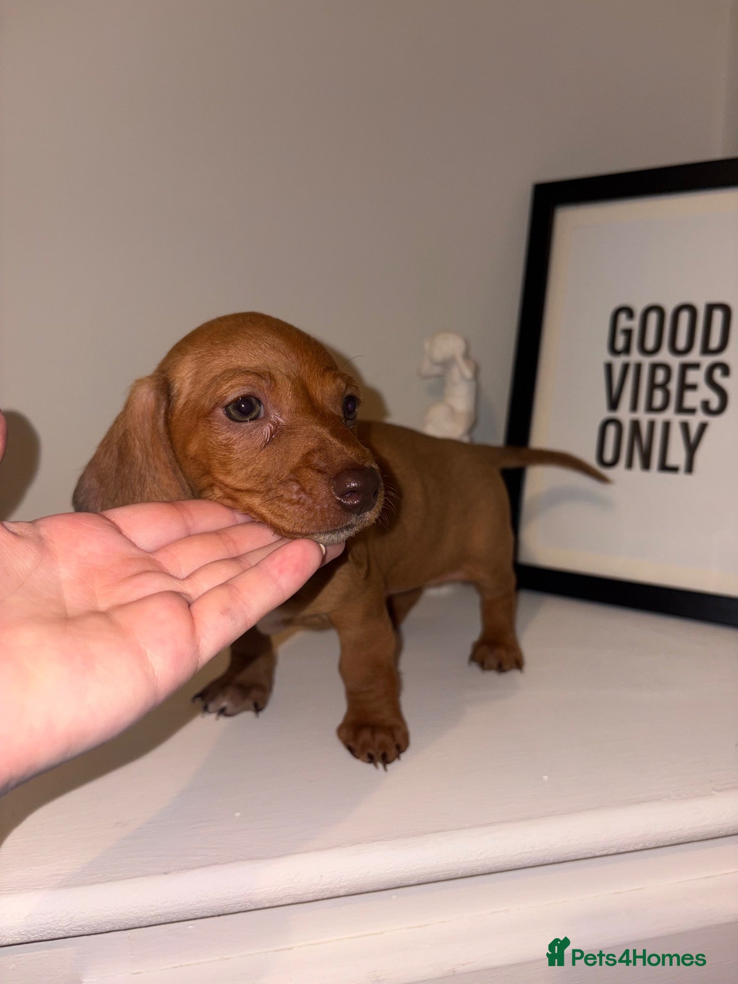 Miniature Dachshund dogs for sale: Beautiful KC Reg Miniature Dachshund Female - Advert 10