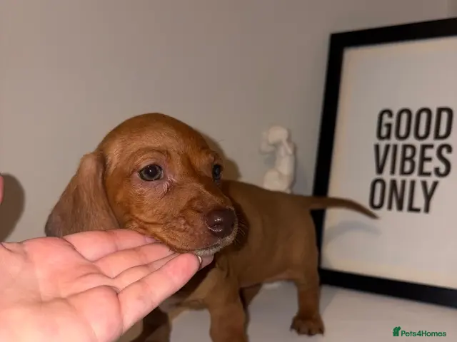 Miniature Dachshund dogs for sale: Beautiful KC Reg Miniature Dachshund Female - Advert 10