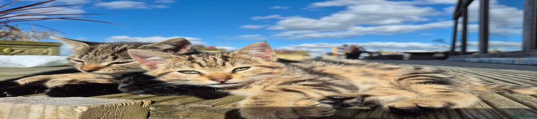 Mixed Breed Kitten 4