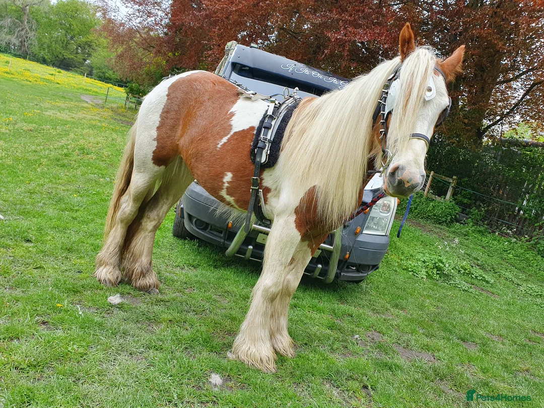 Irish Cob horses for sale: Foxy ride and drive cobs  in Norwich - Advert 1