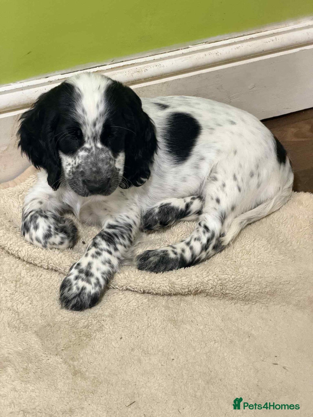 Cocker Spaniel dogs for sale: Our last pup - Ready now - KC Reg cocker spaniel! - Advert 36