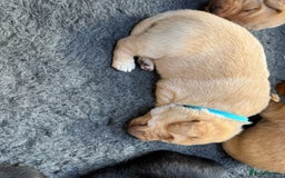 Labrador Retriever dogs for sale: Pedigree Working Lab Puppies. Ready 8th November - Image 11