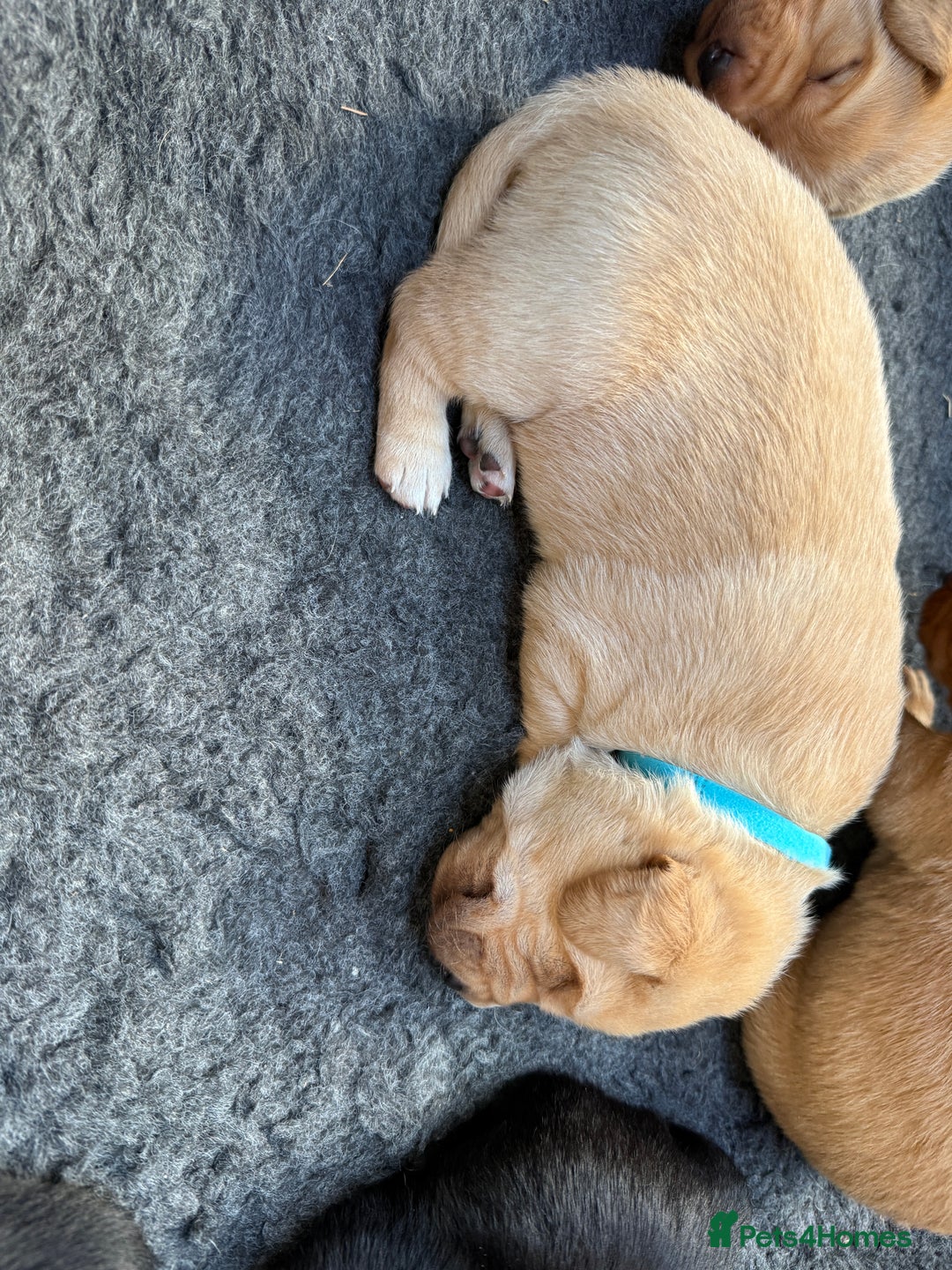Labrador Retriever dogs for sale: Pedigree Working Lab Puppies. Ready 8th November - Image 11