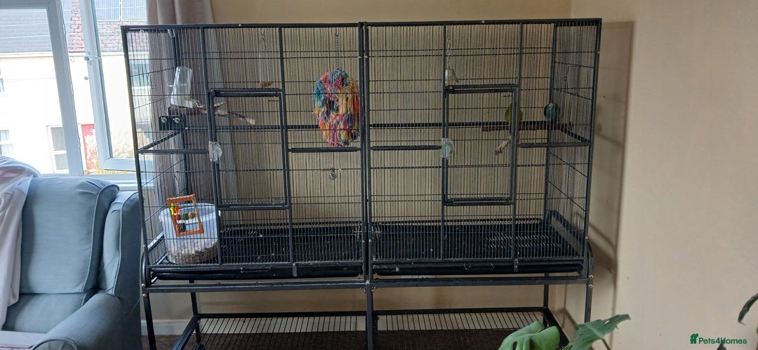 Parrots birds for sale: 2 kakariki parrots. 1 male 1 female - Image 9