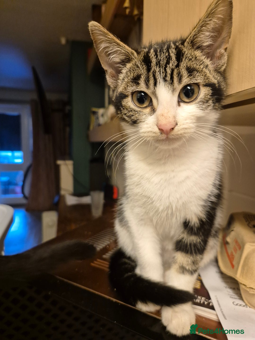 Mixed Breed cats for sale: 3 Beautiful Kittens - Advert 8