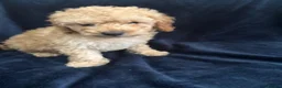 Miniature Poodle dogs for sale: Apricot miniature poodle - Advert 2