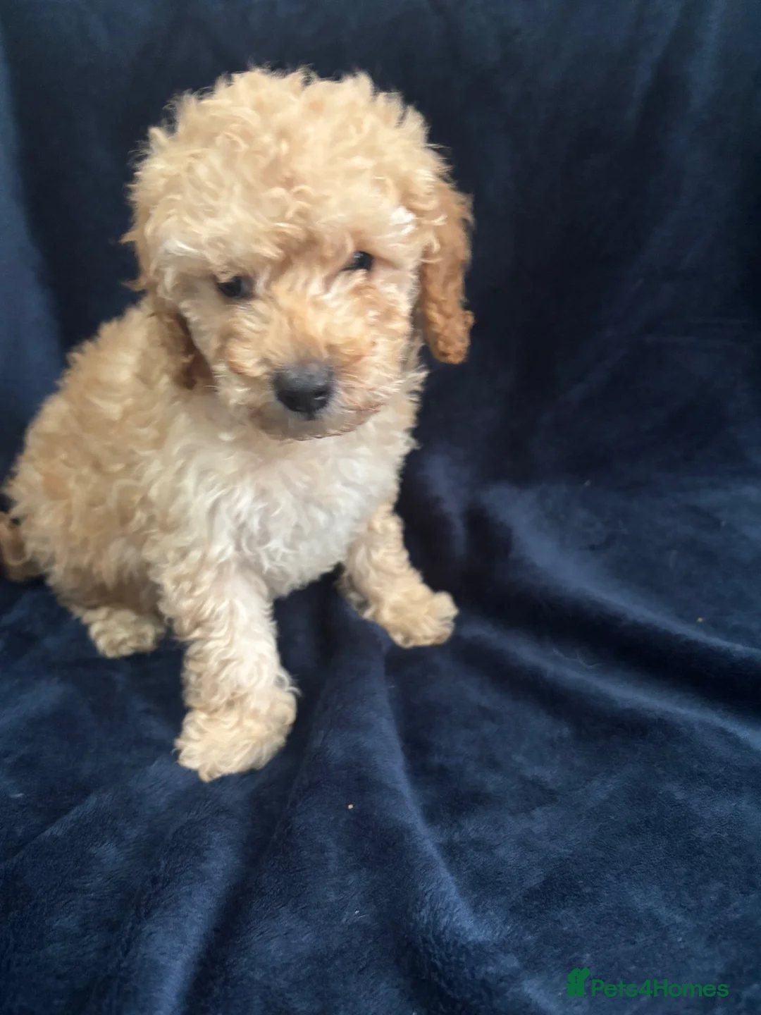 Miniature Poodle dogs for sale: Apricot miniature poodle - Advert 2