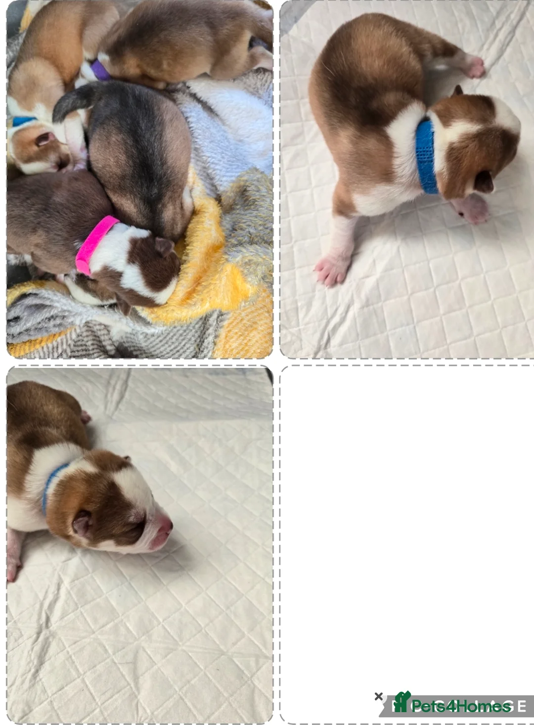 Siberian Husky dogs for sale: Husky puppies  - Advert 20