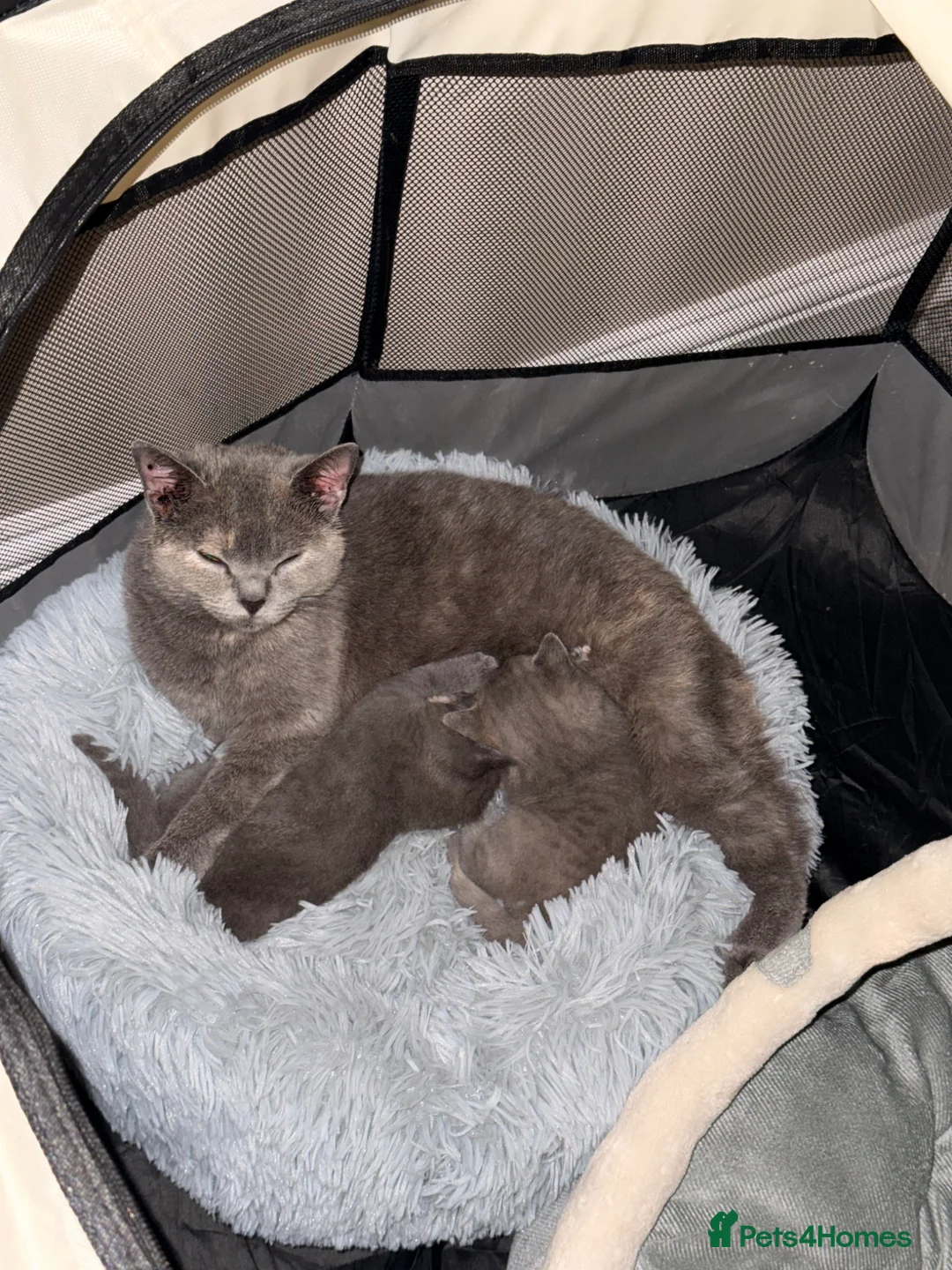 British Shorthair cats for sale: 1 male and 1 female British short hair kitten  in Birmingham - Advert 1