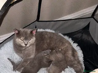 British Shorthair cats 1 male and 1 female British short hair kitten - Advert 1