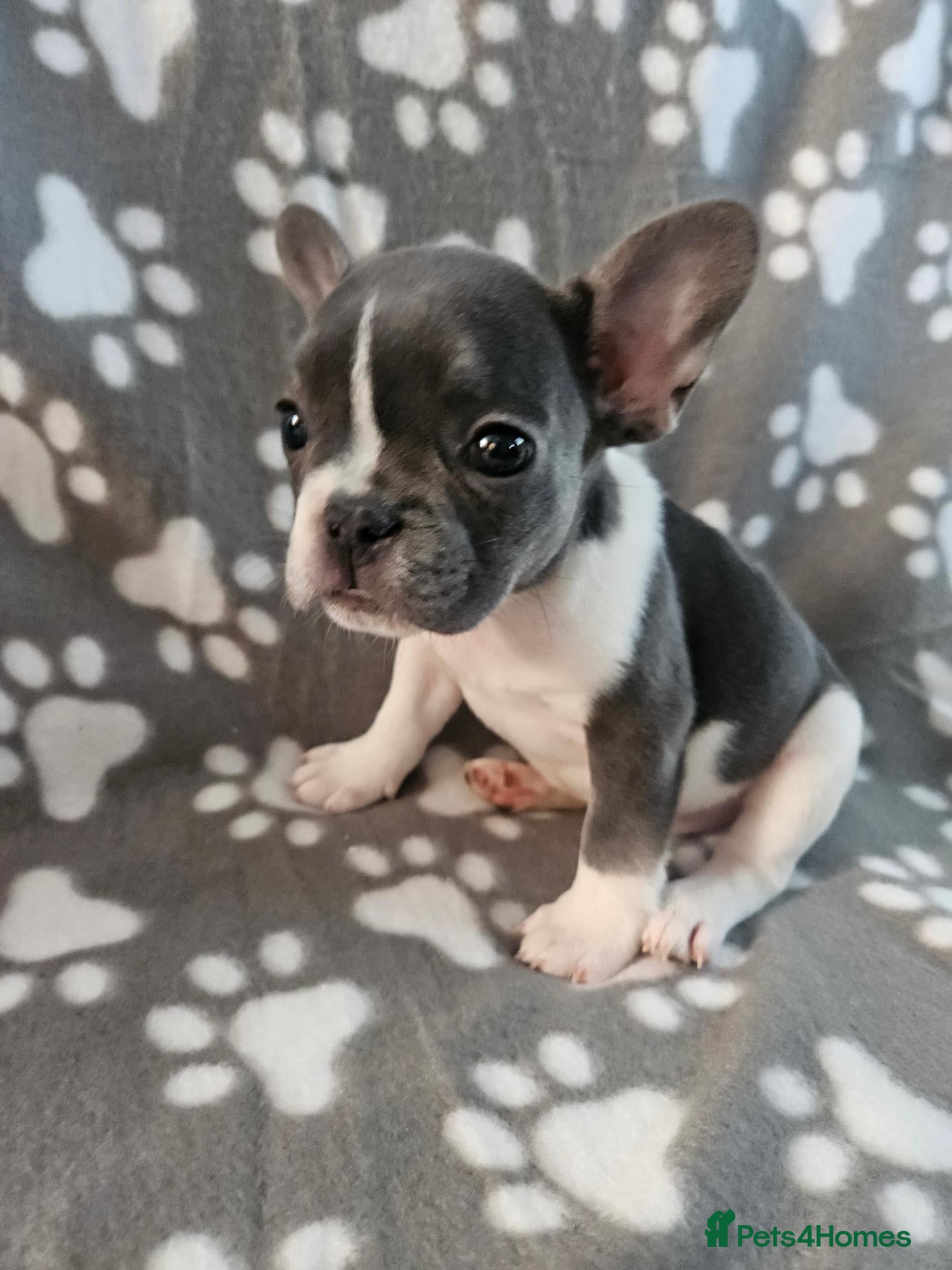 French Bulldog dogs French bulldog puppy 8 weeks boys and girls - Advert 6