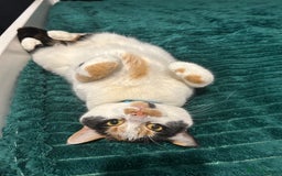 British Shorthair cats for sale: 2 lovely cats to rehome  - Image 5