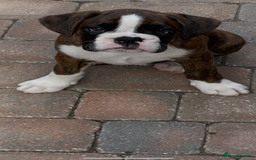 Boxer dogs for sale: Beautiful boxer puppies available  - Image 5