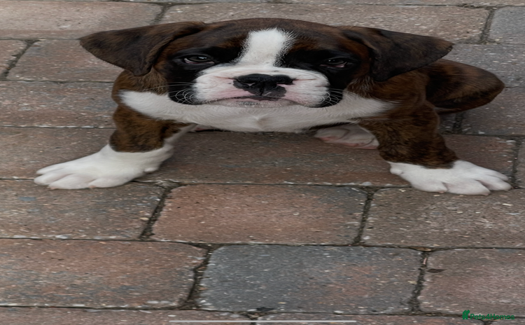 Boxer dogs - Advert 2