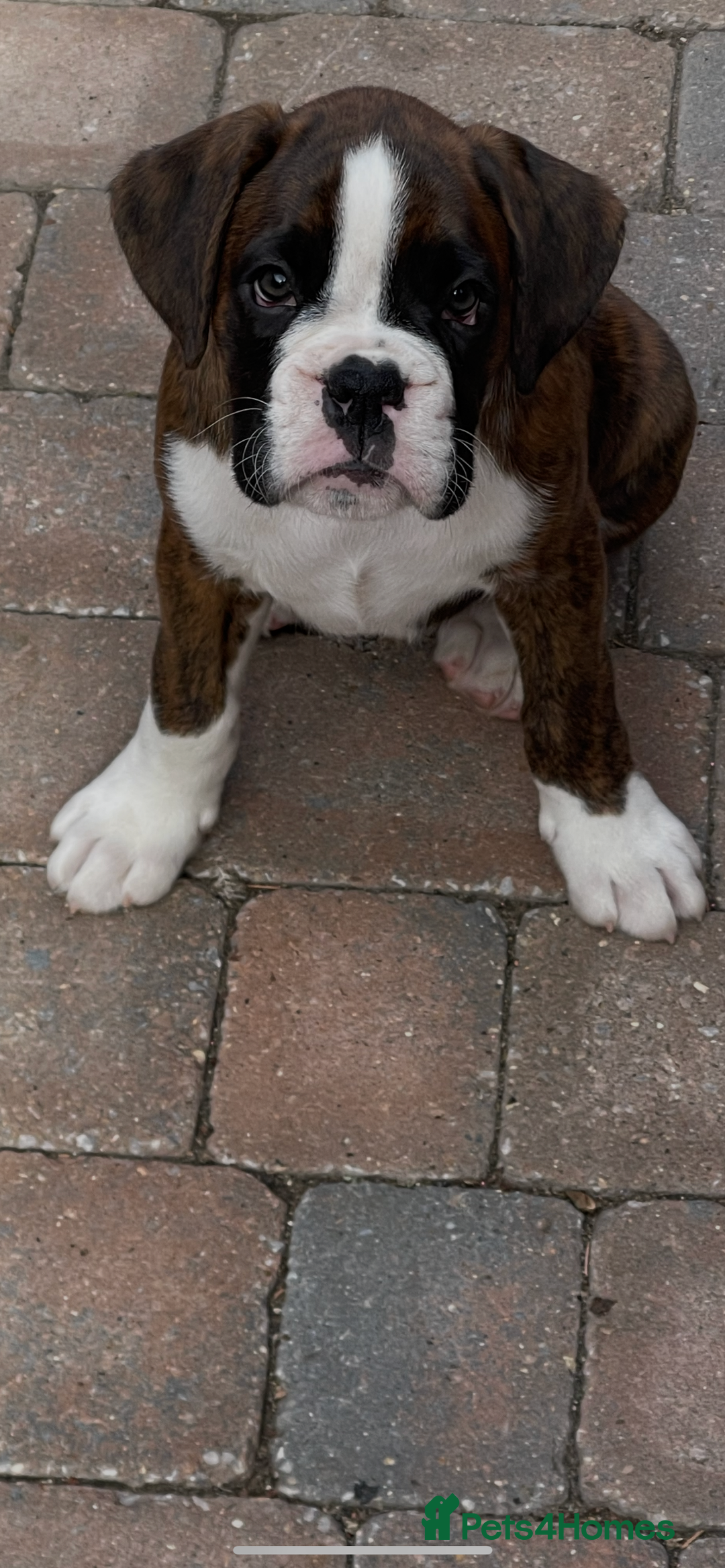 Boxer dogs for sale: Beautiful boxer puppies available  - Image 5