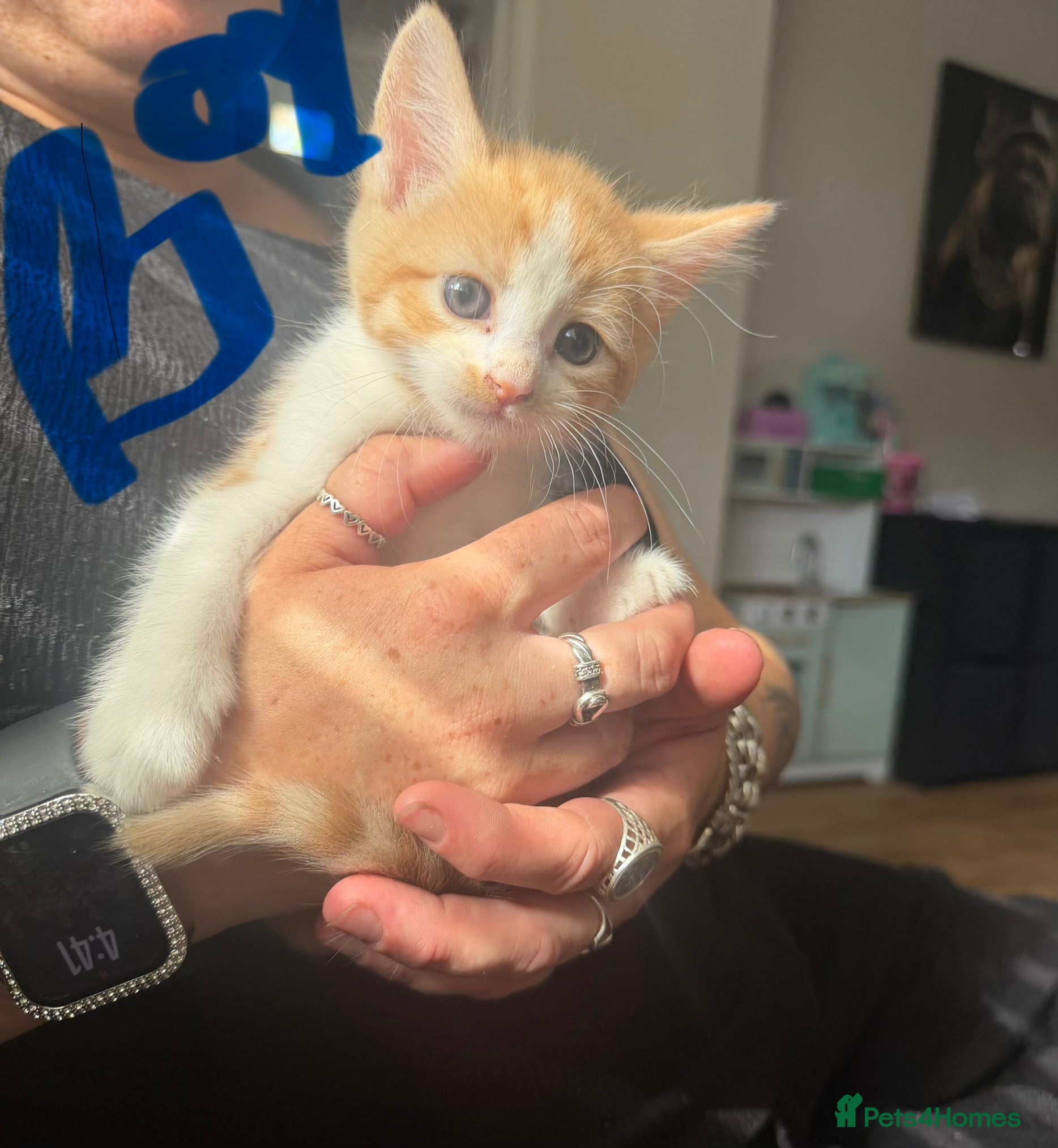 Mixed Breed cats Three male one female kitten  - Advert 1