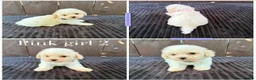 Miniature Poodle dogs for sale: Miniature poodles 2 boys 2 girls  - Advert 21