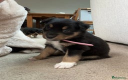 Welsh Collie dogs for sale: Welsh Collie (Tri Colour) Puppies for sale - Image 6