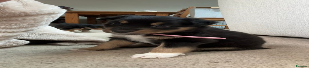 Nessa (Baby Pink Collar)