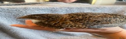 Quail poultry for sale: Coturnix quail and CPQ see description for prices  - Advert 12