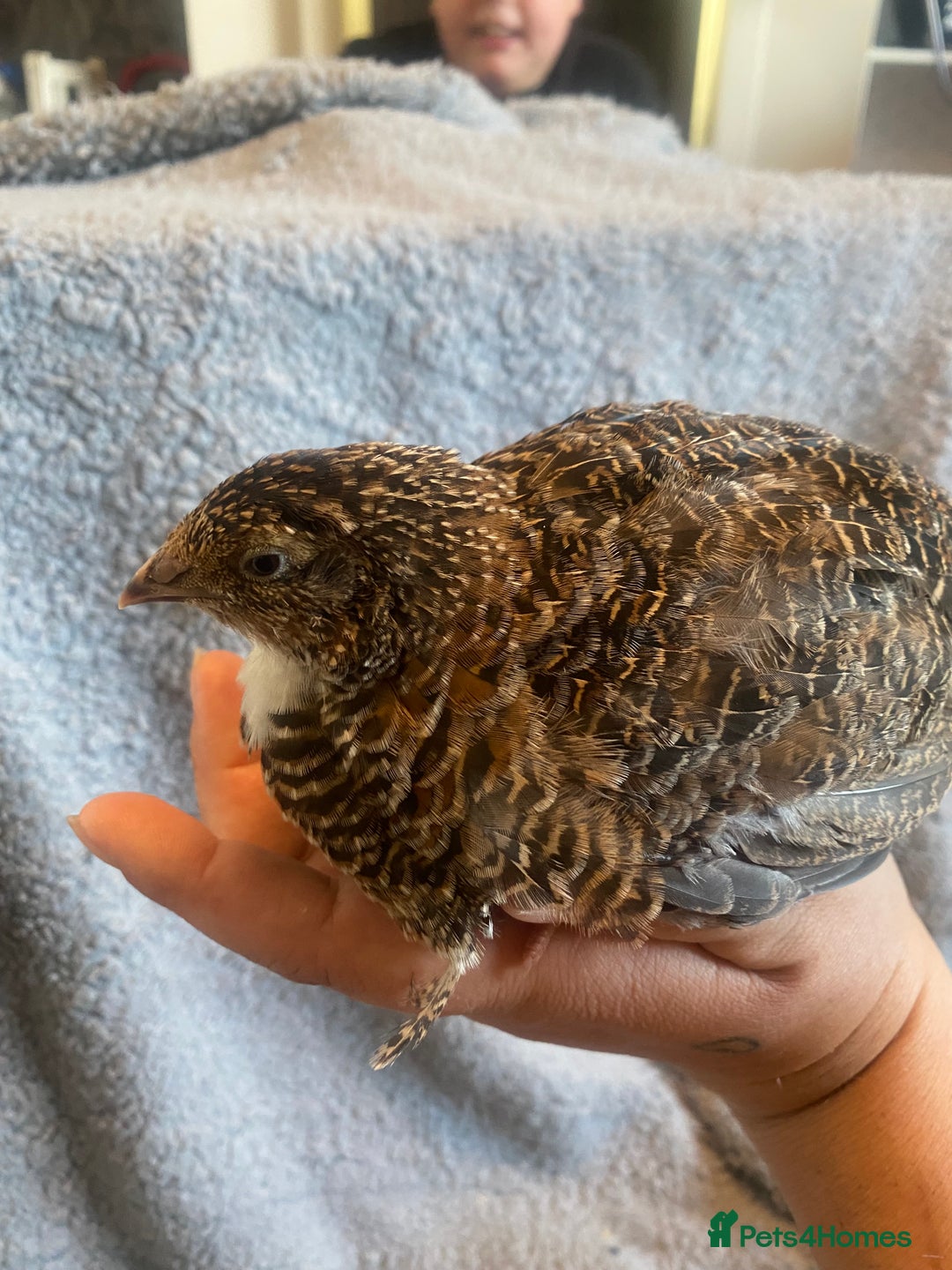 Quail poultry for sale: Beautiful coturnix, CPQ and bobwhite quails - Image 12