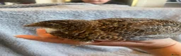 Quail poultry for sale: Coturnix quail see description for prices  - Advert 12