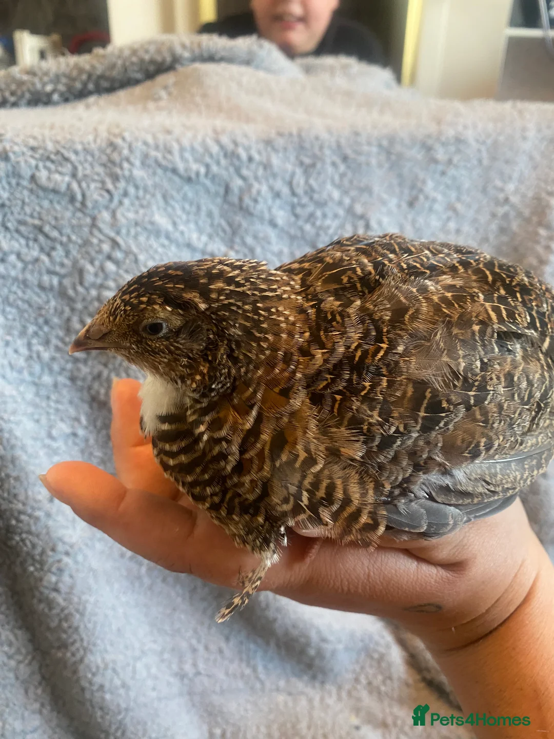Quail poultry for sale: Coturnix quail see description for prices  - Advert 12