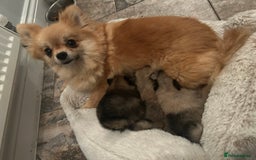 Pomeranian dogs for sale: Tiny Pomeranian puppies  - Image 11