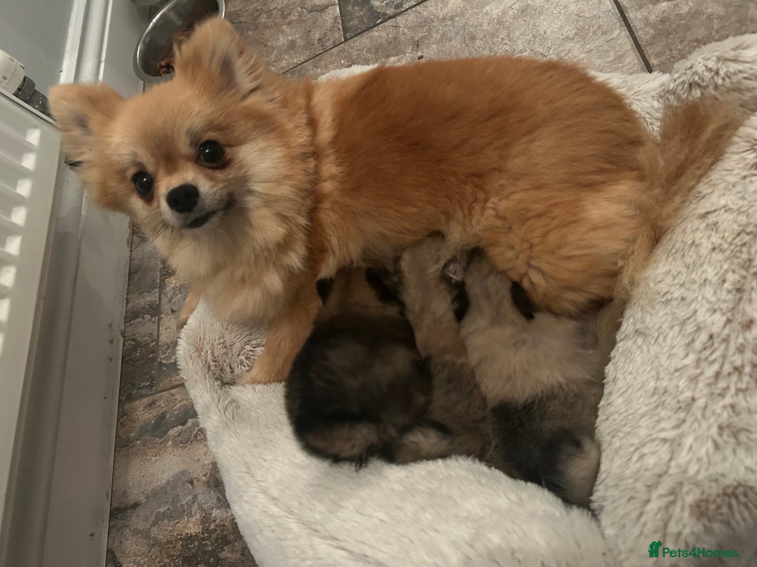 Pomeranian dogs for sale: Tiny Pomeranian puppies  - Image 11