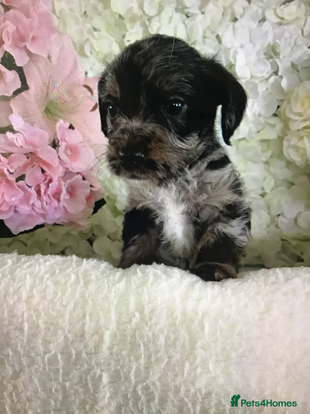 Jackapoo dogs for sale: ***READY NOW*** Gorgeous Jackapoo puppies - Image 9