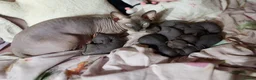 Sphynx cats for sale: Lovely Sphynx Kittens available - Advert 24