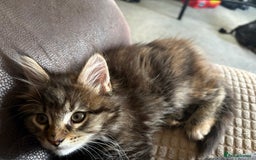 Maine Coon cats for sale: 🐾🐈‍⬛10 week old Maine coon kittens🐈‍⬛🐾 - Image 11