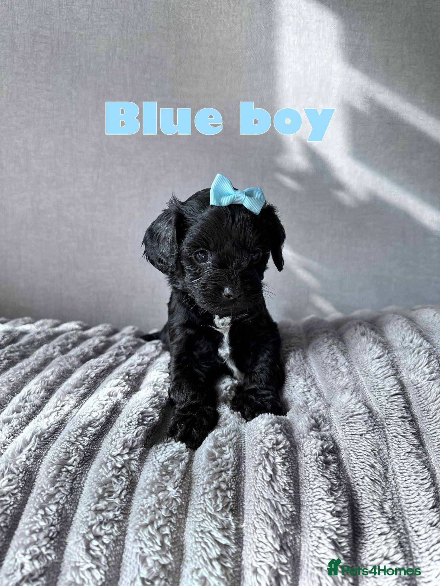 Cavapoo dogs A Tiny Tiny bunch of love 🧸❤️❤️❤️ - Advert 18