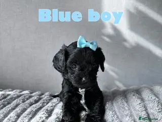 Cavapoo dogs A Tiny Tiny bunch of love 🧸❤️❤️❤️ - Advert 12