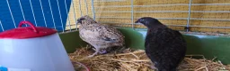 Quail poultry for sale: Two Male Coturnix Quails (Hatched: 14th of March) in Rochford - Advert 3
