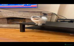 Ragdoll cats for sale: 2 male ragdolls for sale  - Advert 1