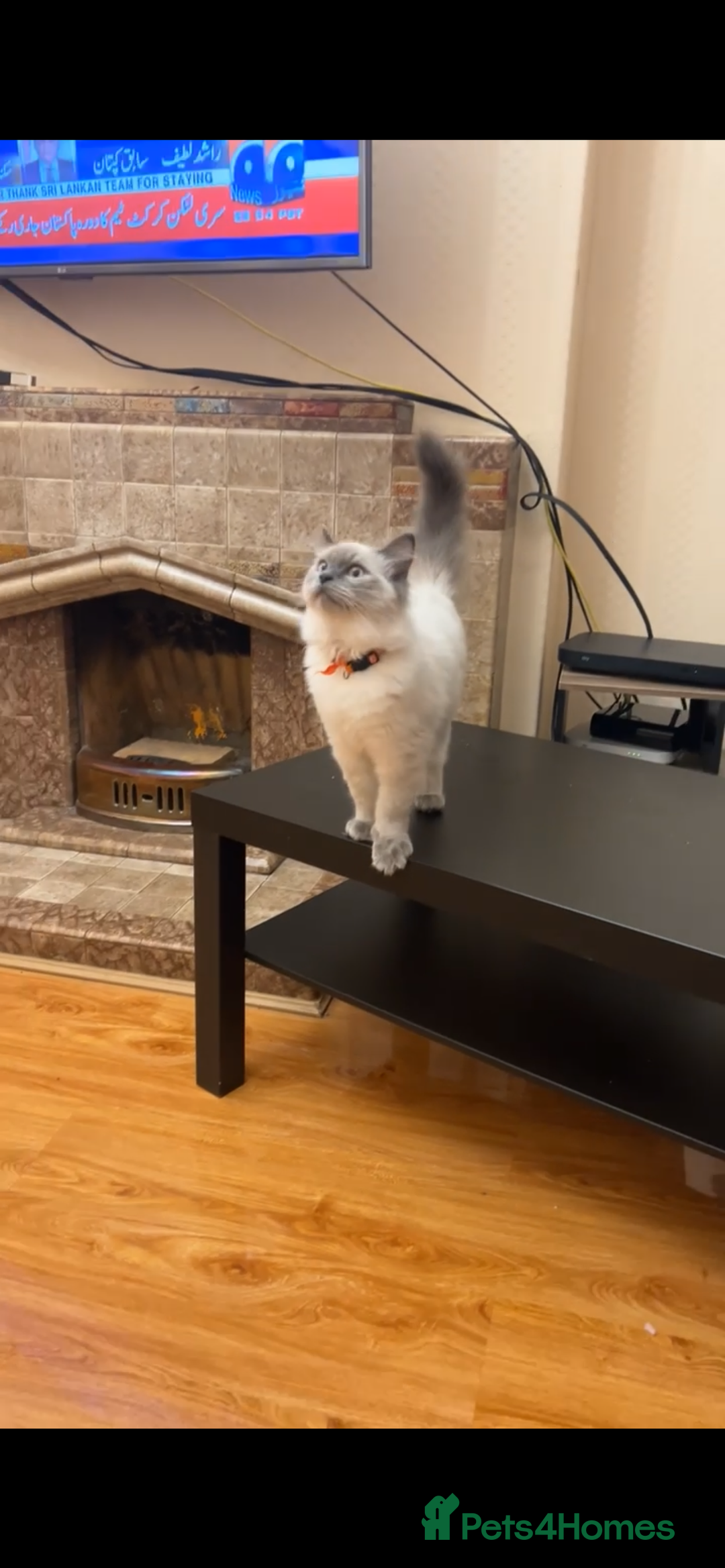 Ragdoll cats for sale: 2 male ragdolls for sale  - Advert 1