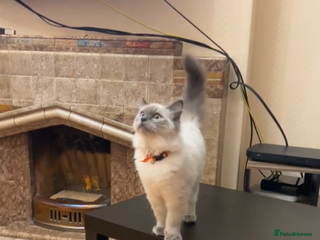 Ragdoll cats for sale: 2 male ragdolls for sale - Advert 1