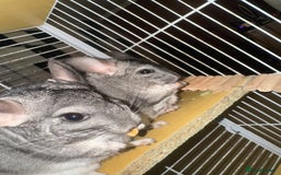 Chinchilla rodents for sale: 4 Female Chinchilla for sale  - Image 7