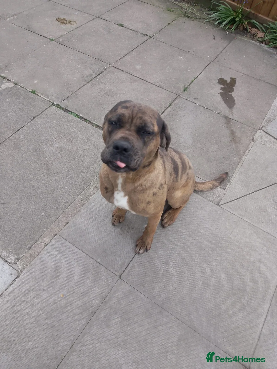 Mixed Breed dogs for sale: Bulldog x cane corso  in Willenhall - Advert 5
