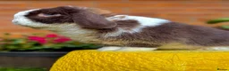 Mini Lop rabbits for sale: Ready now 2 stunning Minilop babies  in Nuneaton - Advert 7