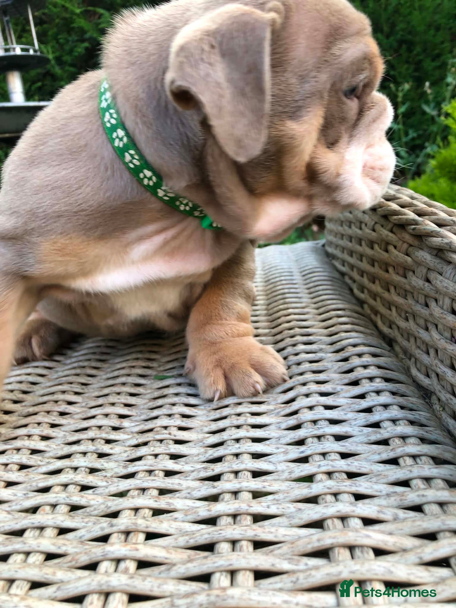 English Bulldog dogs for sale: English bulldog puppies in Doncaster - Advert 9